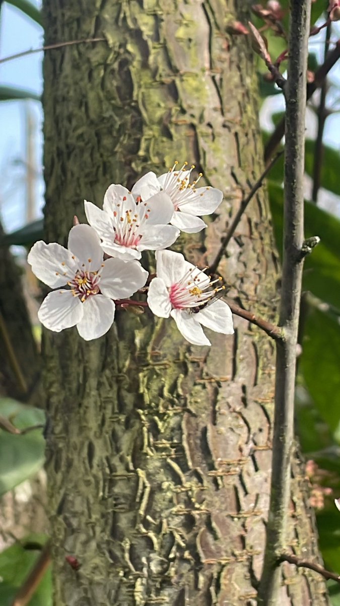 UniACHCorn's tweet image. It’s cherry blossom season!!!