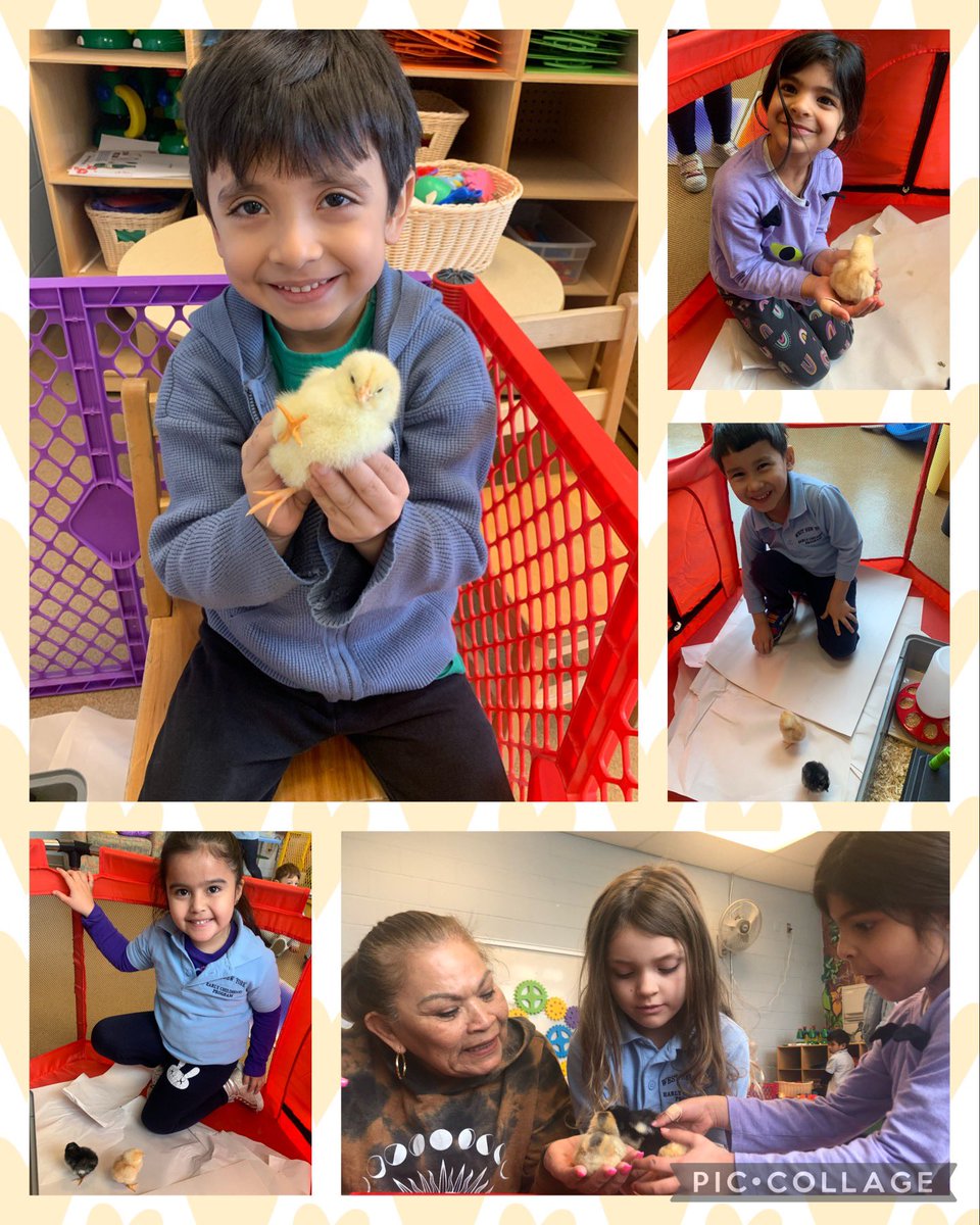 _MsStephanie_'s tweet photo. Love at first hatch. 🐣🐣🐣 @wnyecc https://t.co/tkrKFlX2Dg