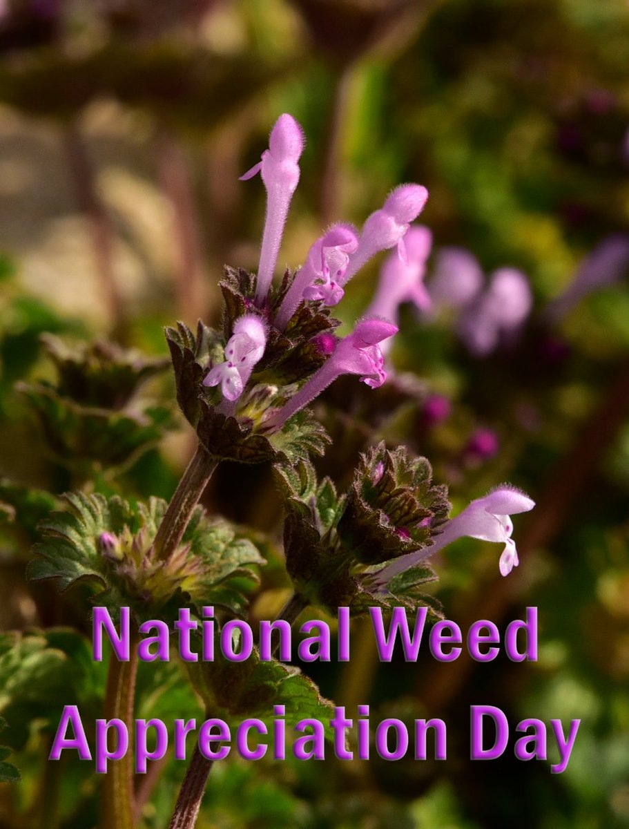 FriendsWichitas's tweet photo. A weed is just a wildflower in the wrong place. The common henbit, which blooms in March in many yards near the Wichita Mountains Wildlife Refuge, is definitely in the wrong place. A native of Europe, its one of many invasives that are now part of our landscape. 📷Cindy McIntyre https://t.co/jE1Z3Bkpug