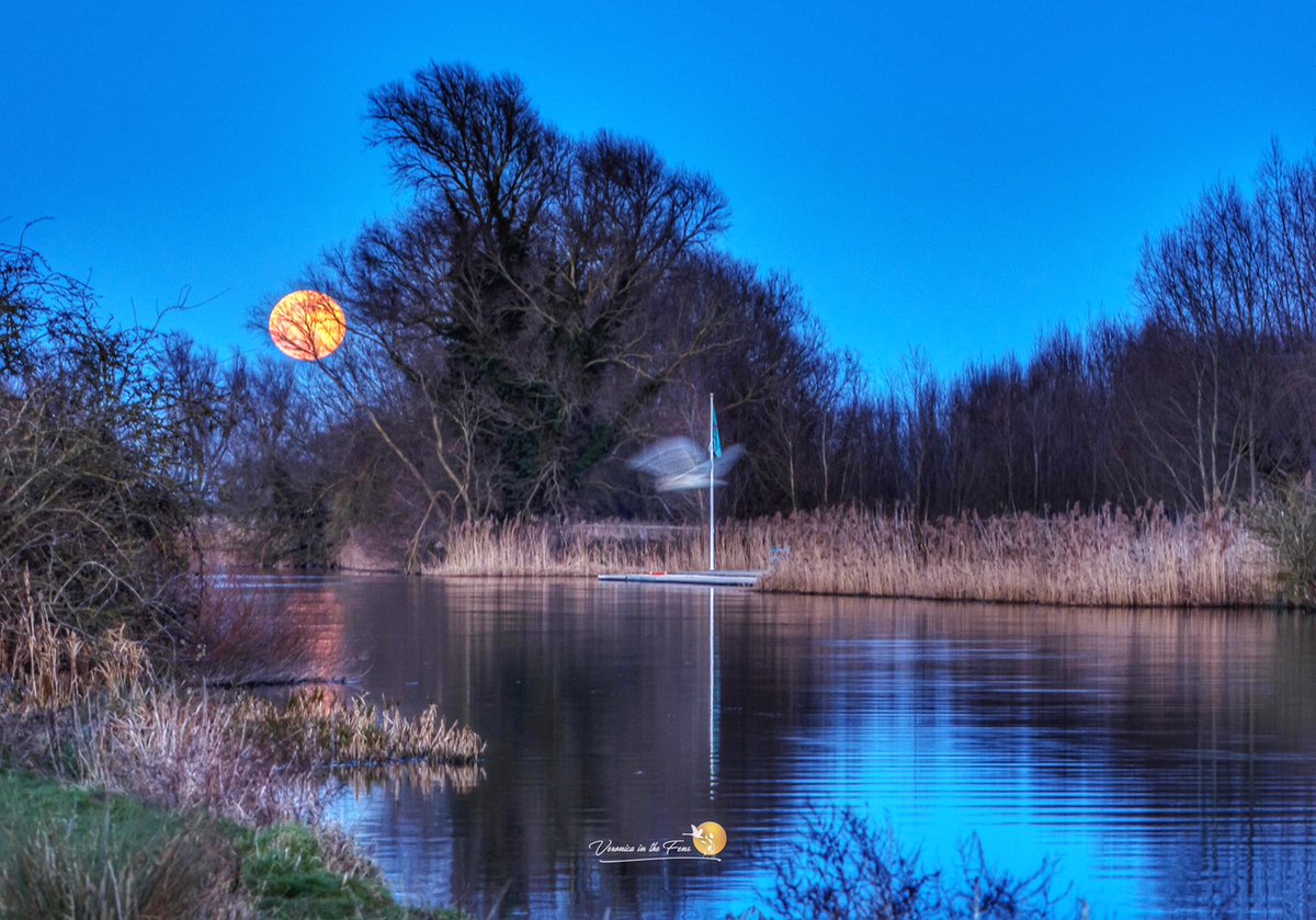 Veronica in the Fens 🧚🏼♀️ My Heart in Nature tweet media