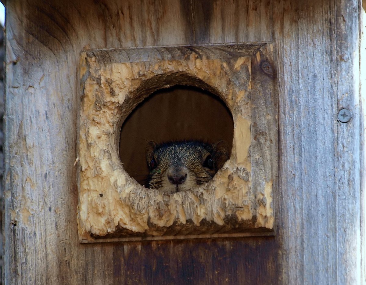 kala61857's tweet photo. That's Not Frick
The morning after Frick showed back up, I went out to look for him early in the morning. This is what I saw.
Fox Squirrel (Sciurus niger)
https://t.co/Gl1FwIHBu0
#NotAnOwl #NaturePhotography #squirrels #UrbanWildlife #interloper #wildlifephotography https://t.co/5ZARdAfvLR