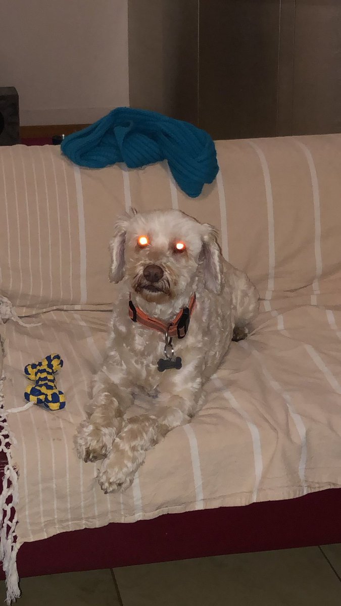 Marco Profeta tweet media