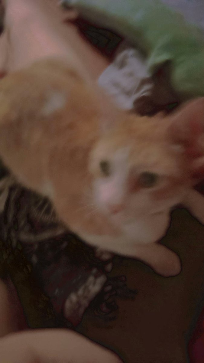TYukarix's tweet photo. Post apreciativo del shiro, mi hijo todo precioso que lleva 5 añitos conmigo💕 es un viejo gruñón JAJAJA https://t.co/hC4u5qPUxQ