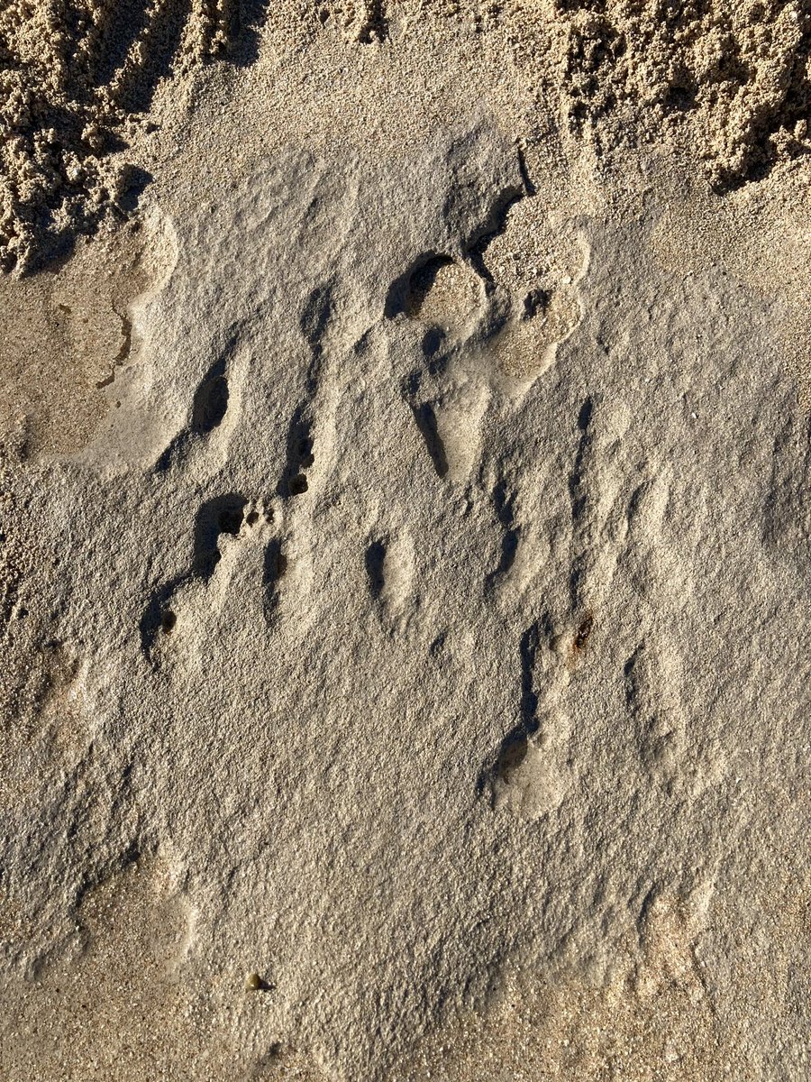 INCREDIBLE HISTORY On Twitter RT WWolfProd Petroglyphs In Hawaii incredible-history-on-twitter-rt-wwolfprod-petroglyphs-in-hawaii