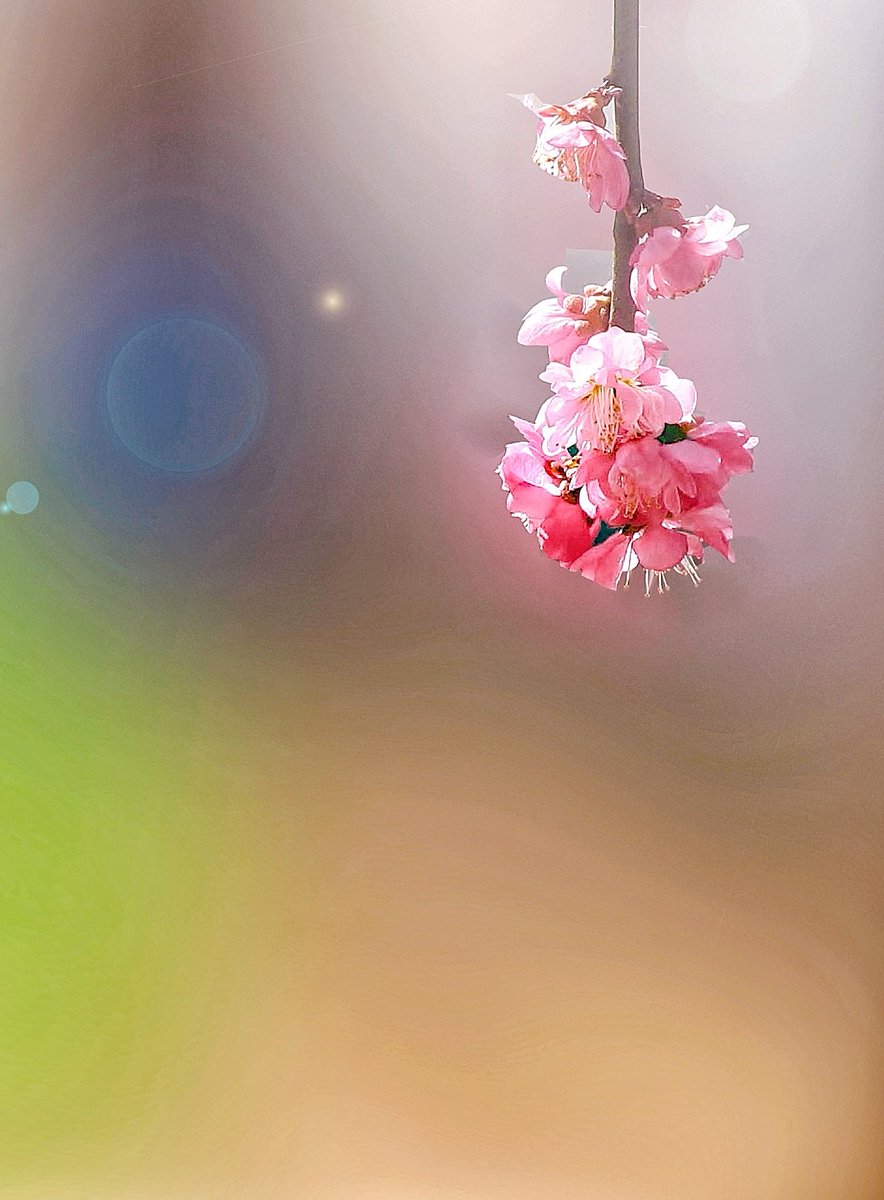 superneo2023's tweet photo. 𝔾𝕠𝕠𝕕 𝕞𝕠𝕣𝕟𝕚𝕟𝕘♪⁠(⁠┌⁠・⁠。⁠・⁠)⁠┌
#写真撮ってる人と繋がりたい 
#TLを花で一杯にしょう https://t.co/ucQ70KSmK9
