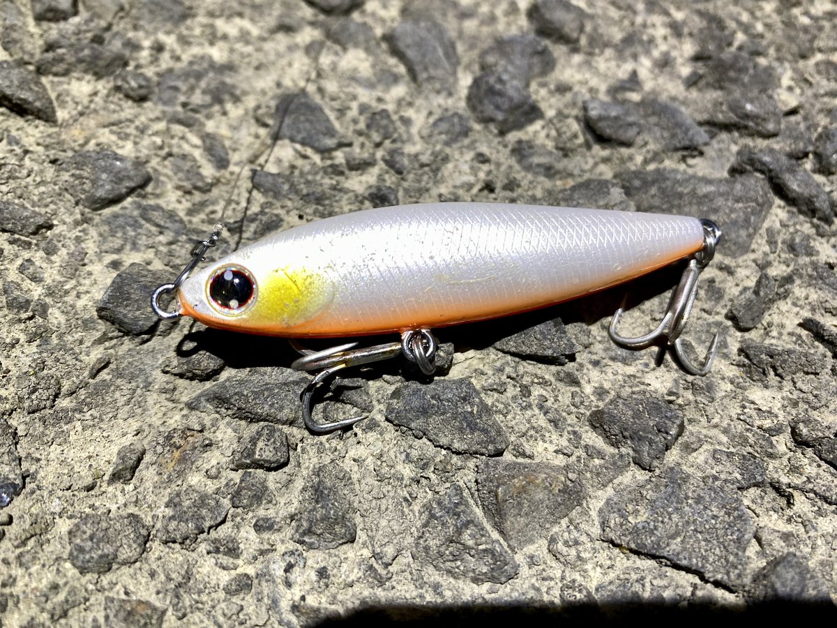 FishingLabo's tweet photo. そろそろ稚鮎のシーズンが始まった🤓

昨日の荒川埼玉県最上流シーバス結果‼️

稚鮎にはスイッチヒッター効く。

そこで潮目でドリフトさせると💥

意外とカラーで反応が違うのも㊙️ポイントかな。

#埼玉県荒川シーバス
#スイッチヒッター
#バチ抜けそろそろ終わりかな https://t.co/ccM0oZbSLq