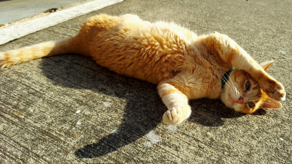 Has anyone seen my back legs? #CatsofTwittter #DoTheTwist