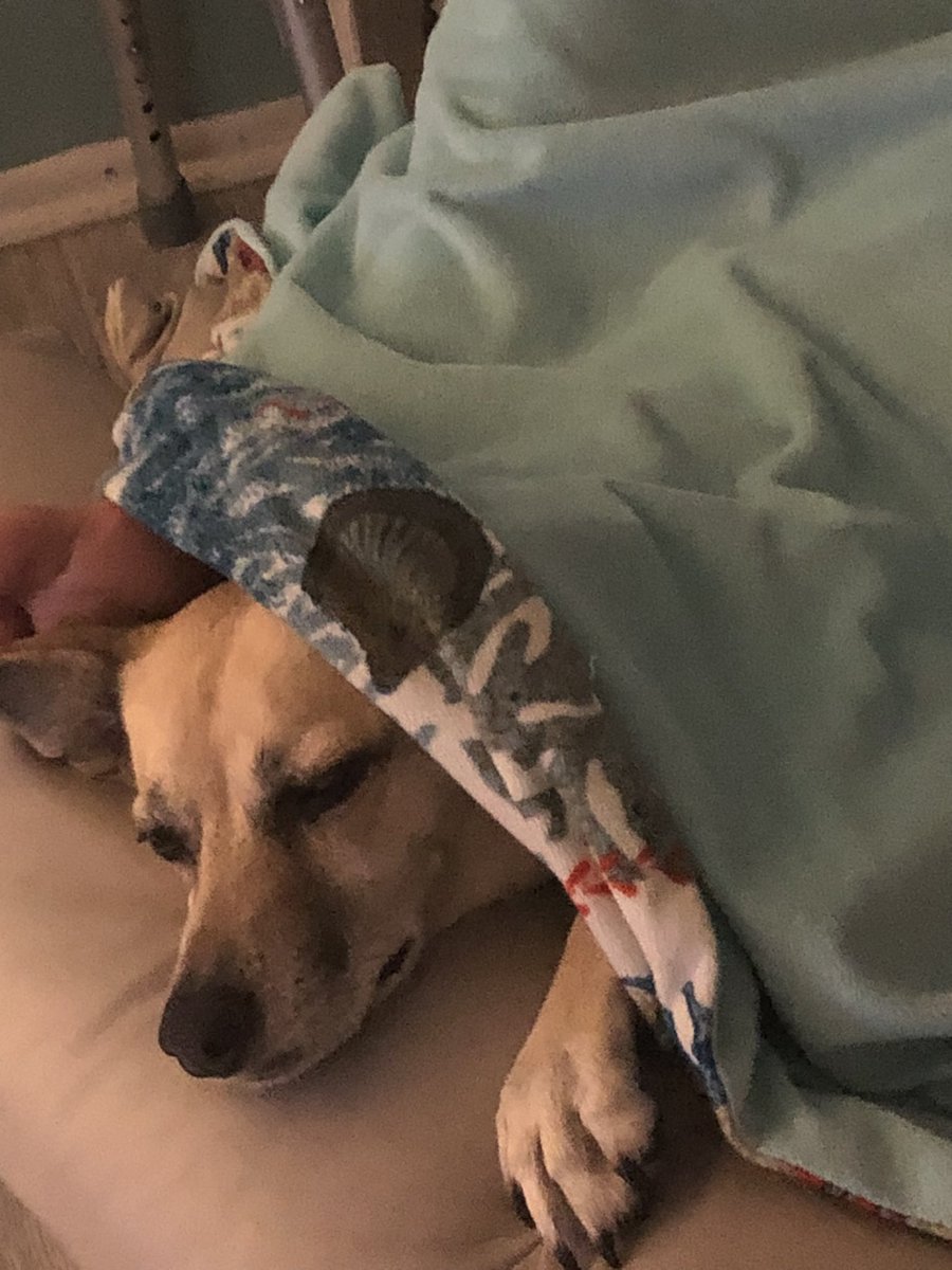 Love snooziling with Mommy.  #ZSHQ #dogsoftwitter