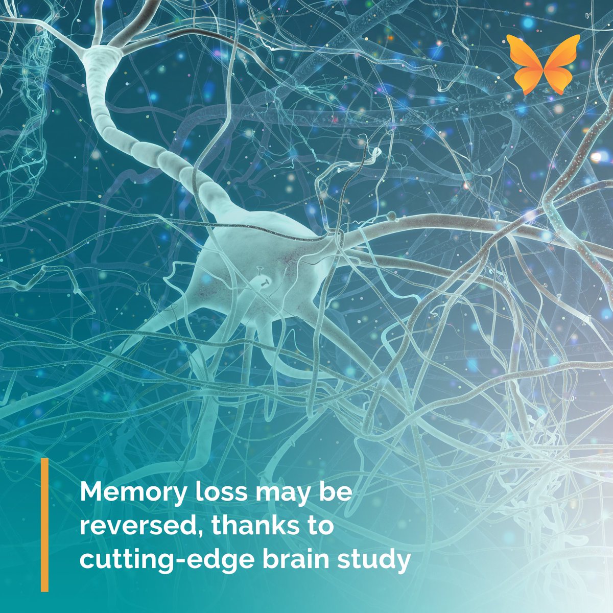 Healthcarechan's tweet photo. Memory loss may no longer be an irreversible condition, thanks to a groundbreaking study that has identified a way to restore memory function in ageing brains.
Learn more about the study here: https://t.co/PapVvZP1wc
#MemoryLoss #BrainStudy #Neuroscience #AgeingBrain https://t.co/Z1Y8NJZeGh