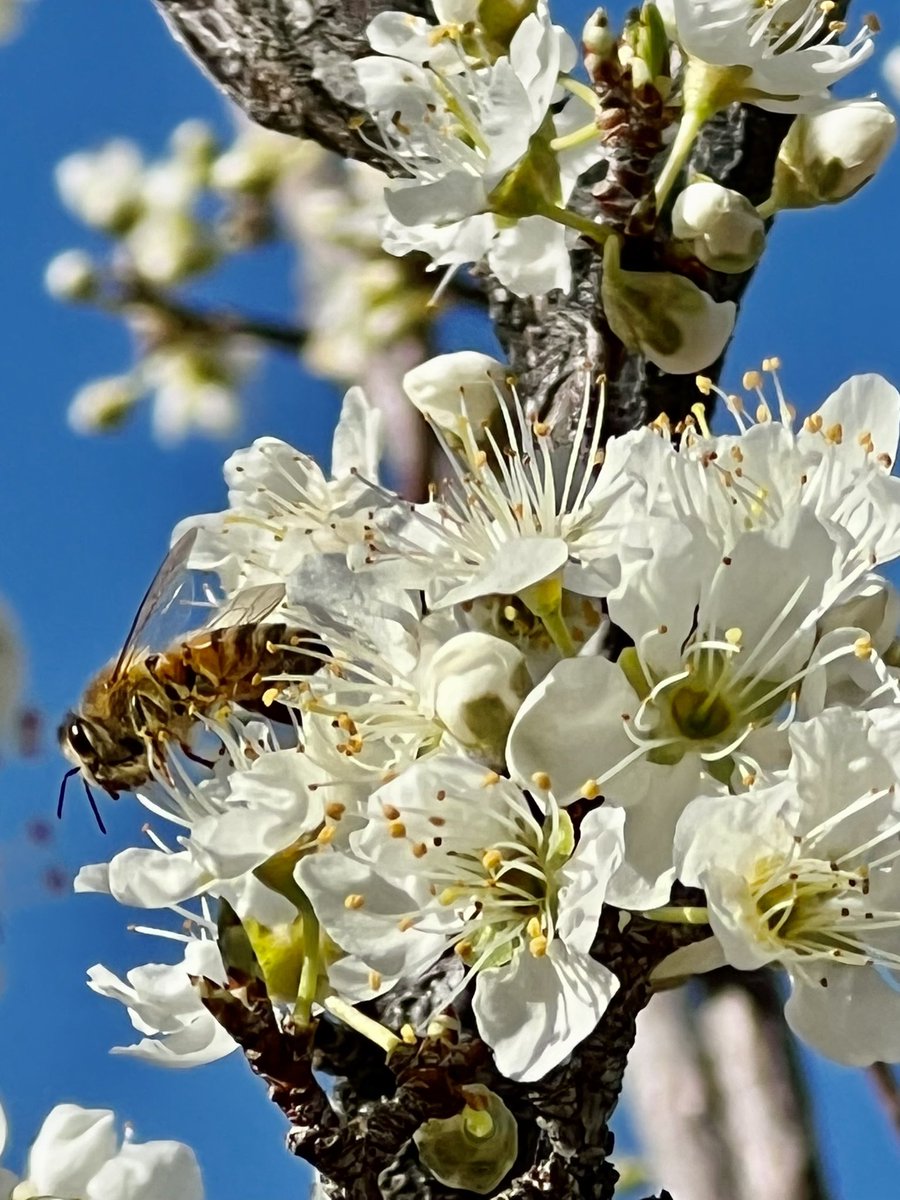 Sure sign of spring #bee #beeherenow #KernvilleCa