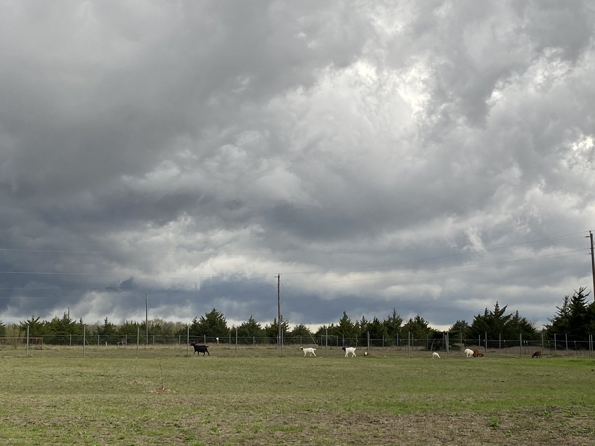 karimonstertx's tweet photo. @wxkylegillett Goats stayed out the whole time in Fannin County at the far end of the pasture as the storm rolled over. We got maybe 6 drops of rain 😂😂 https://t.co/I1EdzkbWYG
