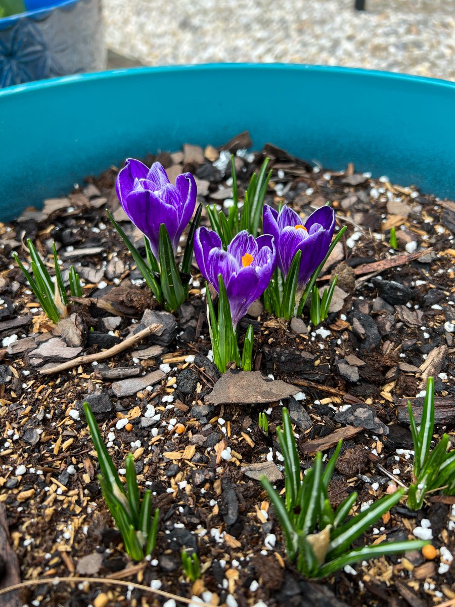 Gmhchorus's tweet photo. The gardening club has lots of blooms. #beauty #cmsrams #onechatham https://t.co/jlzKRZhmYS