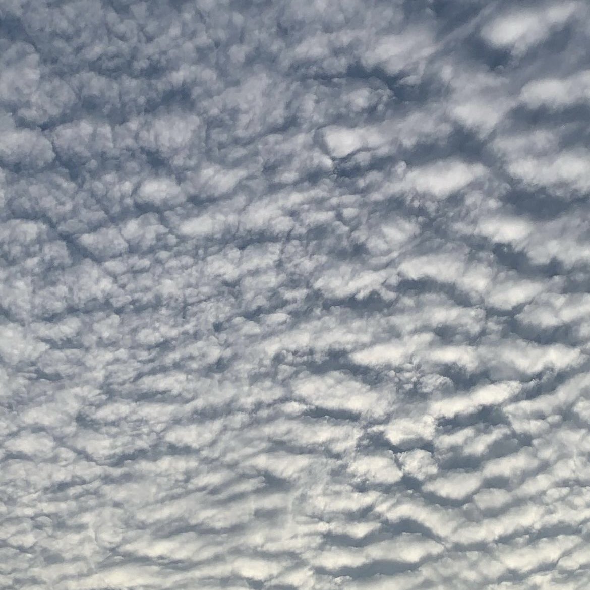 애교 많고 예쁘게 꼬리 살랑살랑 흔들기 좋아해요
#섹트 #펨섭 #펫 #디그 #마조 #도그플