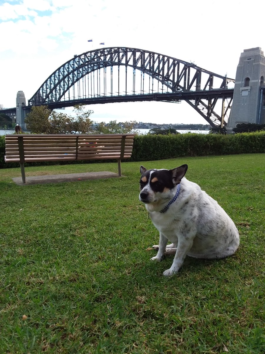 _FinnDawg's tweet photo. @WonderWilbur @AffieObi @Coopers_PR_Mom @ElizGriff2016 @TuckerDude1 @FenwickCHO @lucymagsisfurs @PetuniaMaePug @elvisbulldoguk1 @thecockerbros @MelissaJLadner @SiriusWhite14 @JacksonTheHuski @PeytonReads @Mickeypaws1 @lizzie_bear2016 @CanadianPenny1 @AkitaHampton @miniaussiejax @Oakley_AngelWin @gwynniewen @AngelBellaBikes We are here to greet you!
#Finndawg, #BettyBlue & #AngelIsa @Isagold, @WallasEKatt & @PetsAreFound https://t.co/xY2E8gOcXa