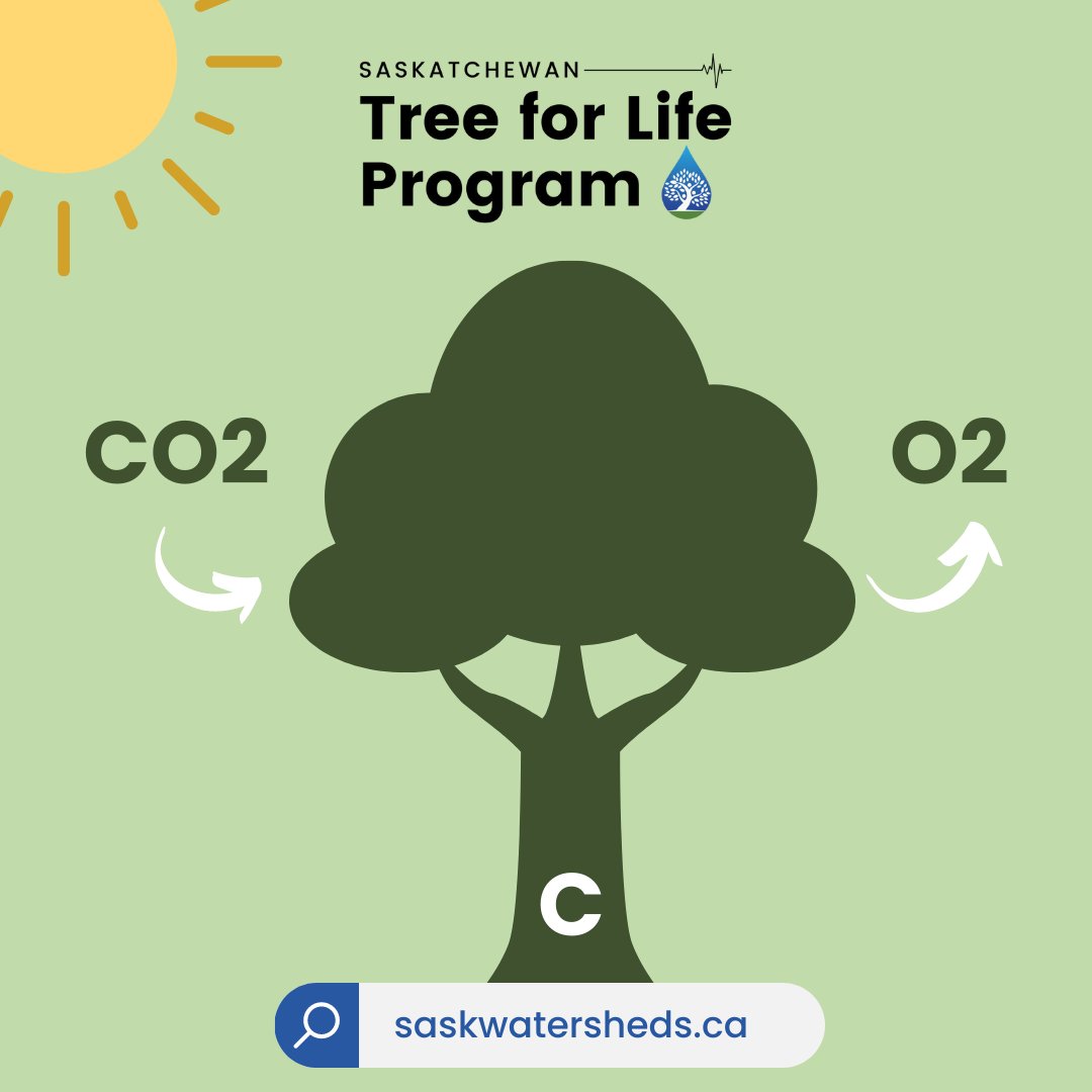 sk_program's tweet image. As a tree grows, it absorbs CO2, stores the carbon in its biomass, dead organic matter and in soils.  
Help support healthy watersheds in Saskatchewan by purchasing a tree bundle! 
Visit 👉 …katchewan-tree-for-life.myshopify.com to learn more. 

#SkTreeforLife #SaskWatersheds