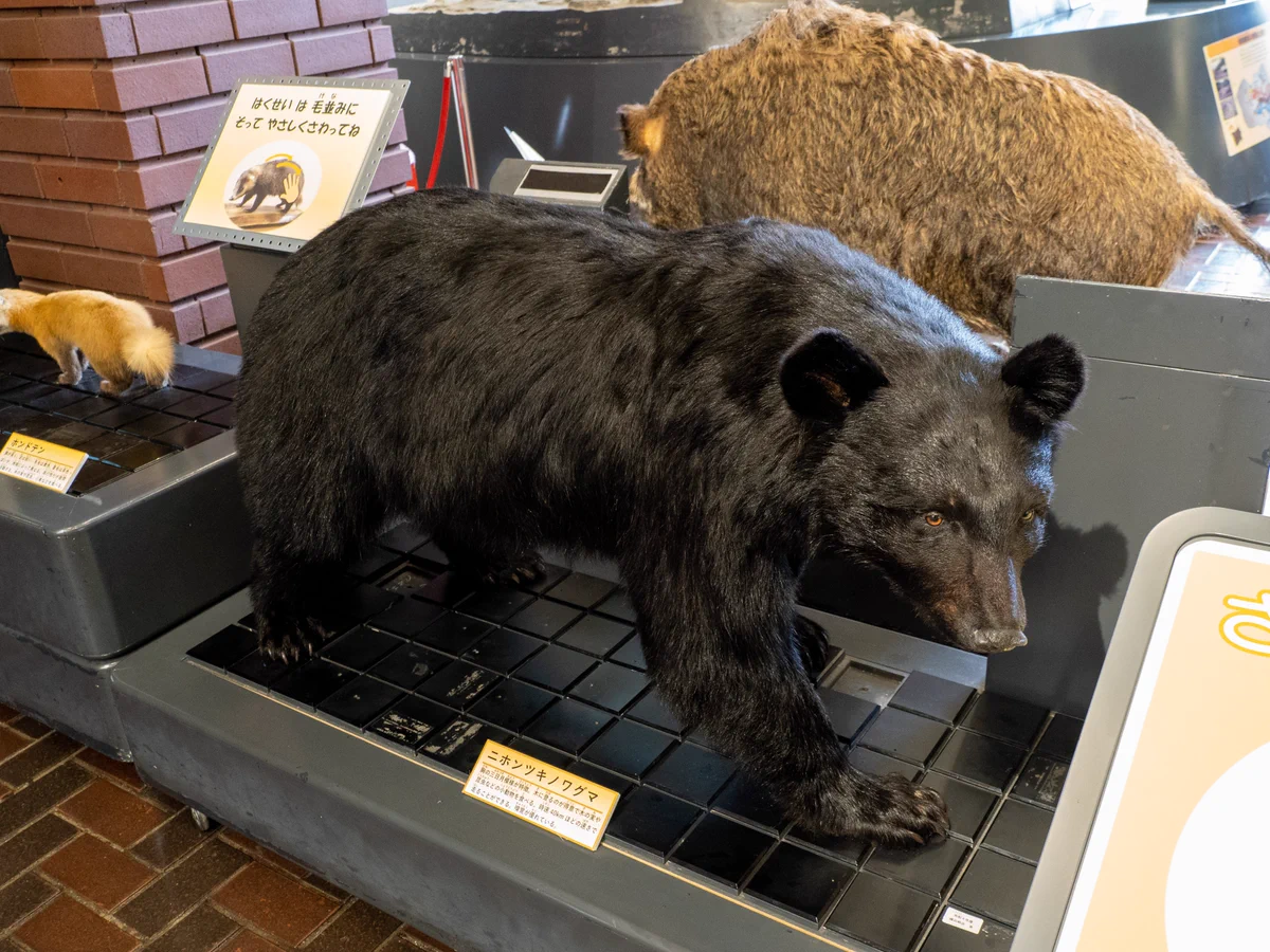 ツキノワグマ剥製　値下げ 埼玉県立自然の博物館 on X: 