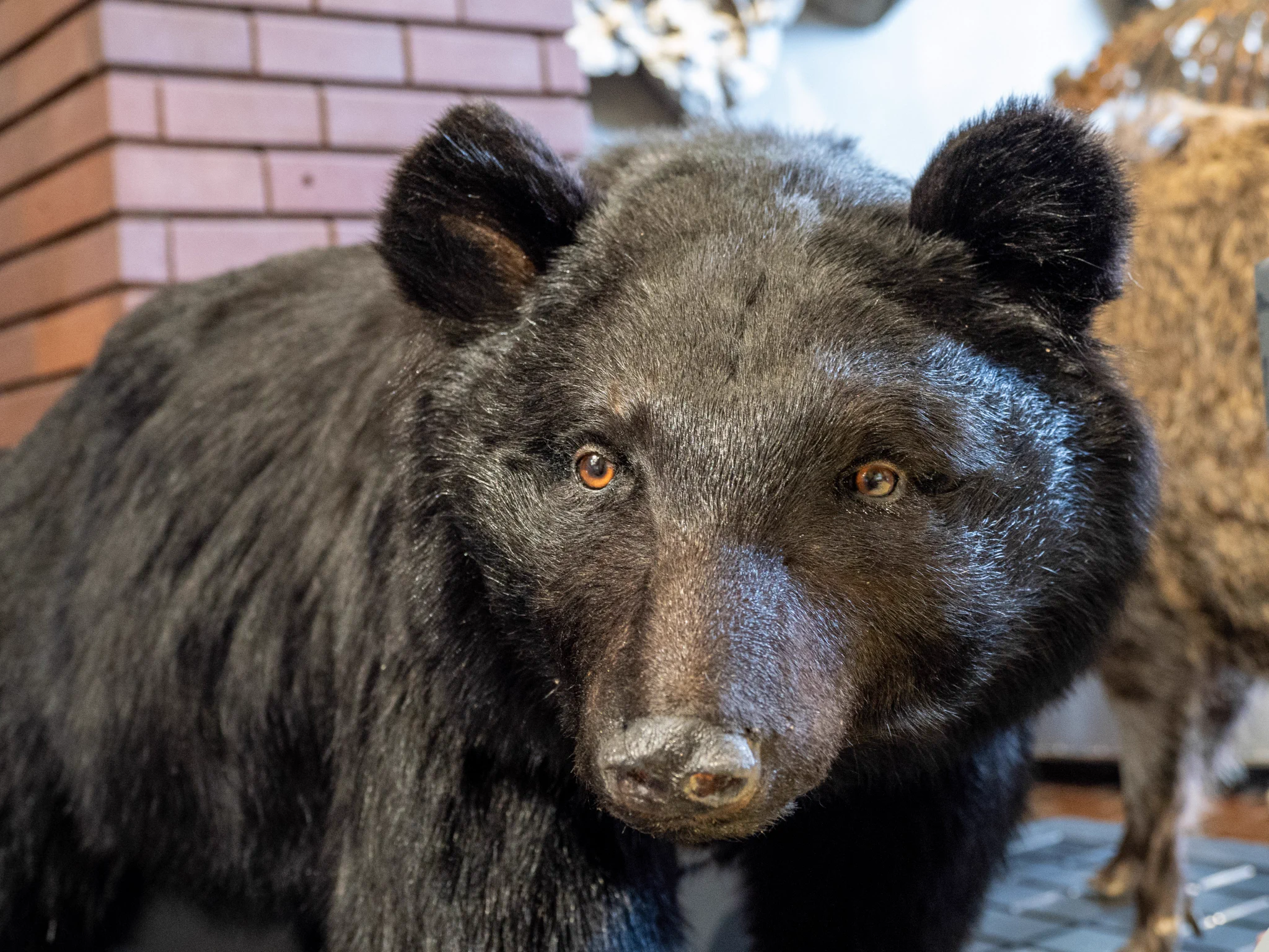 ツキノワグマの剥製 埼玉県立自然の博物館 on X: 