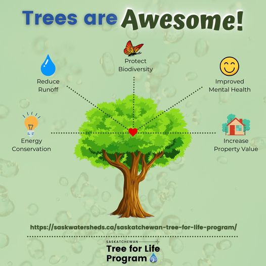 sk_program's tweet image. Have you ever thought about the benefits of a tree? 

Help support healthy watersheds in Saskatchewan by purchasing a tree bundle! 
Visit 👉 …katchewan-tree-for-life.myshopify.com to learn more. 

#SkTreeforLife #SaskWatersheds