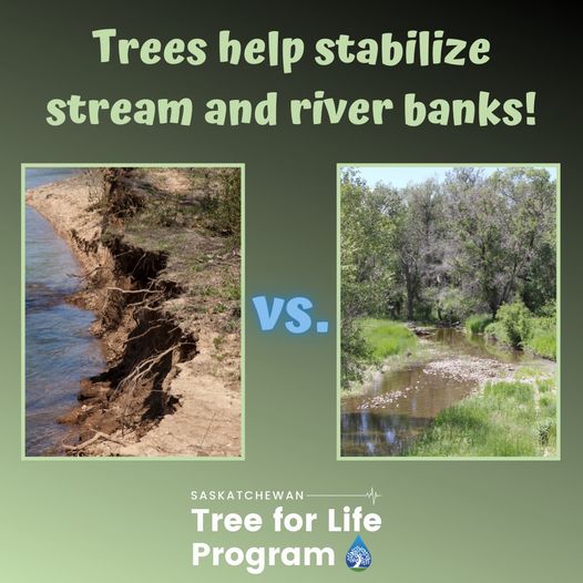 sk_program's tweet image. Trees help maintain water quality in our lakes and rivers!

Help support healthy watersheds in Saskatchewan by purchasing a tree bundle! 
Visit 👉 …katchewan-tree-for-life.myshopify.com to learn more. 

#SkTreeforLife #SaskWatersheds
