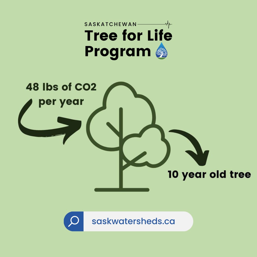 sk_program's tweet image. Did you know that ten-year-old trees are estimated to absorb 48 lbs of CO2 each year? 

Help support healthy watersheds in Saskatchewan by purchasing a tree bundle! 
Visit 👉 …katchewan-tree-for-life.myshopify.com to learn more. 

#SkTreeforLife #SaskWatersheds
