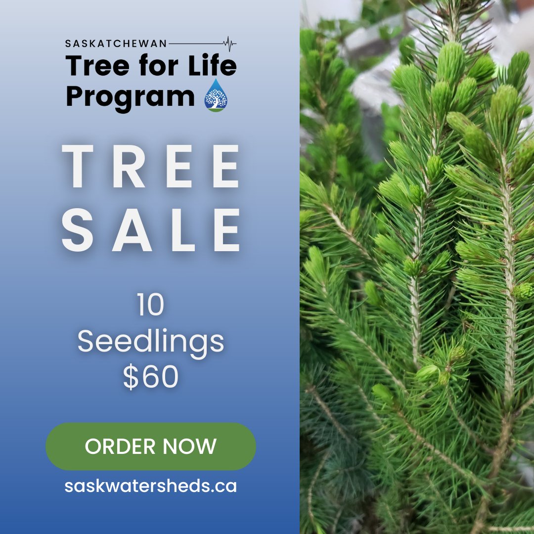 sk_program's tweet image. Consider buying trees from the #SkTreeforLife  Program! Every tree bundle sold helps support programs and projects that support healthy lakes, rivers and watersheds! 
Visit …katchewan-tree-for-life.myshopify.com to access our online store and for more information. 
#SaskWatersheds