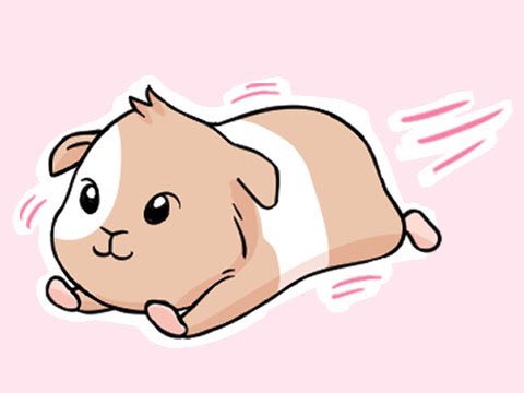 gigglexguru's tweet photo. #Guinea #pigs 
குழந்தை கினிப் பன்றிகள் முழுமையாக உருவாகி, சில மணிநேரங்களில் ஓடக்கூடியவை.

Baby guinea pigs, unlike most #rodent species, are #precocial, which means they are born in an advanced state. They are born with all their hair and teeth, can see and hear, and are capable of moving around and feeding themselves, and can even run around at just a few hours old!

Baby guinea pigs are miniature versions of adults, able to eat solid foods, and care for themselves just hours after birth. This is a major advantage for prey animals since they are born aware of their surroundings, and fairly independent.