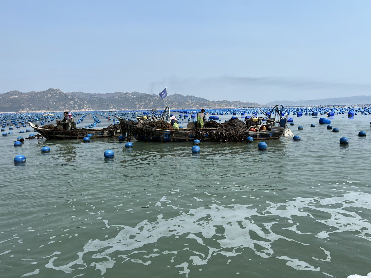 da_d0ng's tweet photo. kelp in Fujian, China https://t.co/TAWLxMu8HE