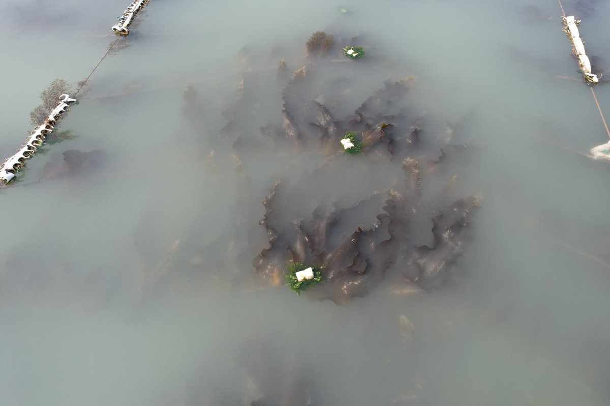 da_d0ng's tweet photo. kelp in Fujian, China https://t.co/TAWLxMu8HE