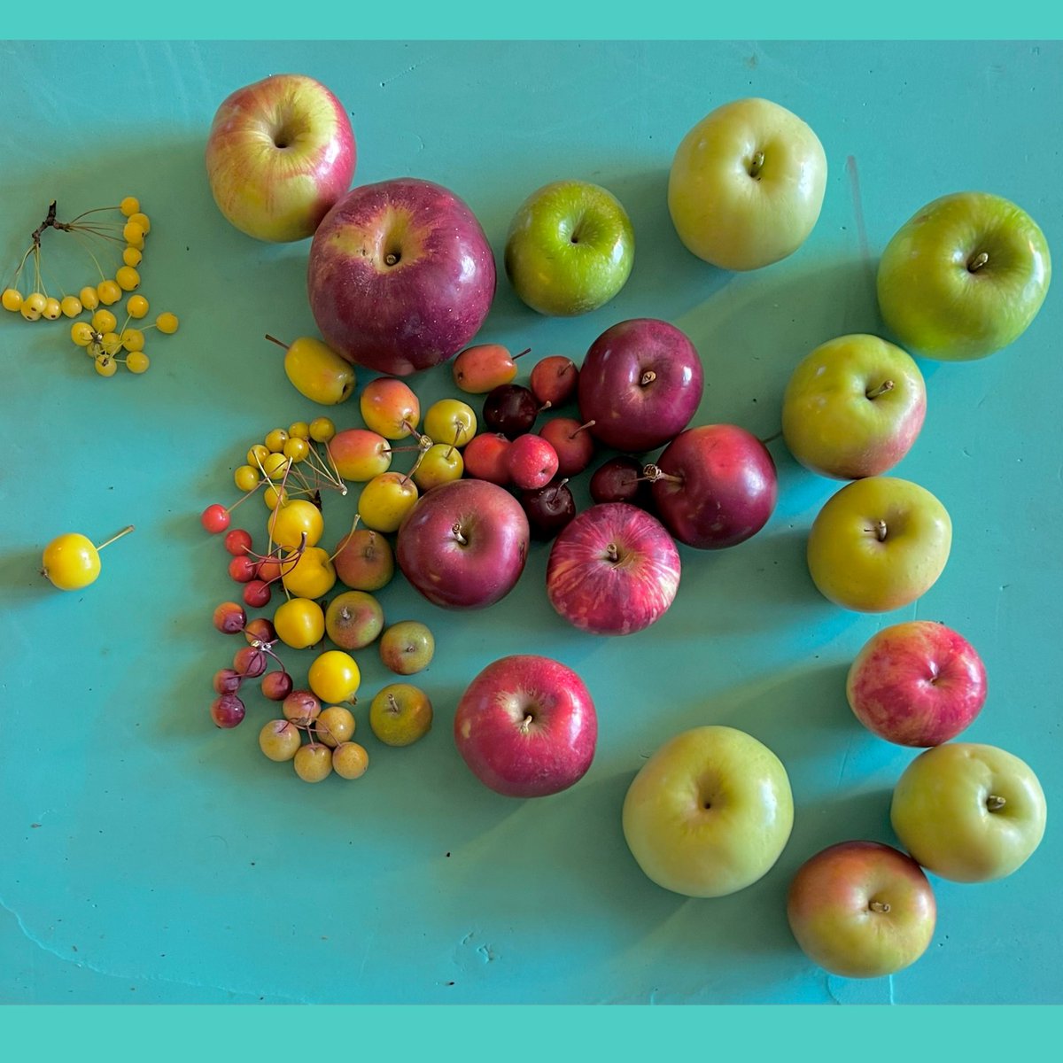 Will my fascination with #GeneticDiversity ever go away? This single picture takes me to the imagination and stories about nature, human history, &amp; culture from east Asia, Central Asia to Caucasus, Europe to North America!
#CropWildRelatives #Apples