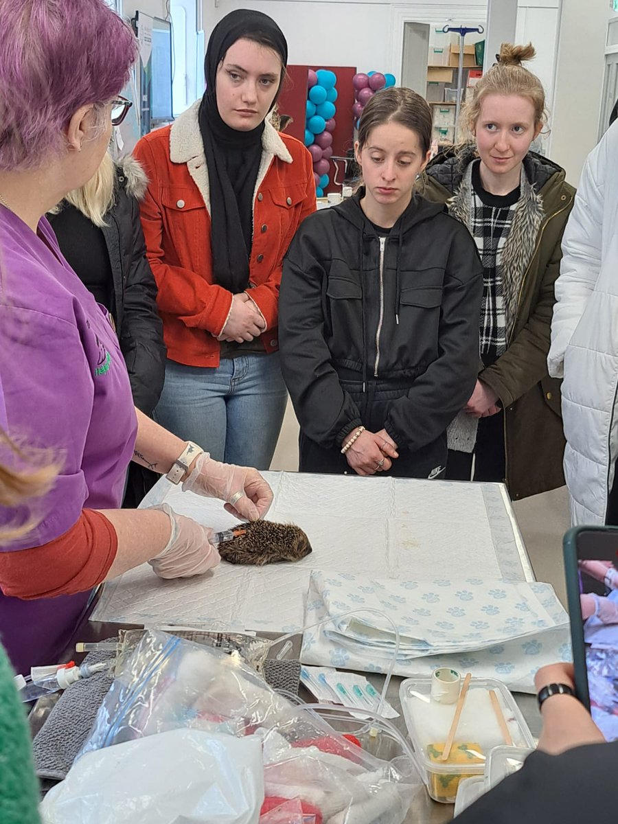 Cork College of FET - Douglas Street Campus (@douglasst_ccfet) on Twitter photo Our Animal Care students learning how to inject fluid - an important skill when rescuing mammals & birds. Thanks Bev The Hogsprickle Wildlife Carers & Susan Bat Rehabilitation Ireland <a href="/CorkETB/">CorkETB🇮🇪🇪🇺</a> <a href="/DenisLeamy/">Denis Leamy</a> <a href="/ThisisFet/">thisisFET</a> <a href="/DSC_Library/">DSC_Library</a> <a href="/DSC_Erasmus/">Erasmus Travel and Student Services DSC</a> <a href="/STEMSouthWest_/">STEM South West</a> <a href="/yiyoungvoices/">#YMCAyouthinfo</a> #FET Our Animal Care students learning how to inject fluid - an important skill when rescuing mammals & birds. Thanks Bev The Hogsprickle Wildlife Carers & Susan Bat Rehabilitation Ireland <a href="/CorkETB/">CorkETB🇮🇪🇪🇺</a> <a href="/DenisLeamy/">Denis Leamy</a> <a href="/ThisisFet/">thisisFET</a> <a href="/DSC_Library/">DSC_Library</a> <a href="/DSC_Erasmus/">Erasmus Travel and Student Services DSC</a> <a href="/STEMSouthWest_/">STEM South West</a> <a href="/yiyoungvoices/">#YMCAyouthinfo</a> #FET