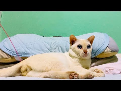 MeowMoeDotCom's tweet photo. ่ฆใใชใไฝใใ่ฆใใใขใ
https://t.co/qKvb1tFc6z
#DwarfCat #Neko #ThaiCat #เนเธกเธง #ใใฃใจ่ตคใกใใใฎ็ซ #ใฟใค็ซ #ใใใใณ #ใใฏใผใใญใฃใใ #ใใณใญใใผใบ https://t.co/zo1qcRMGKk