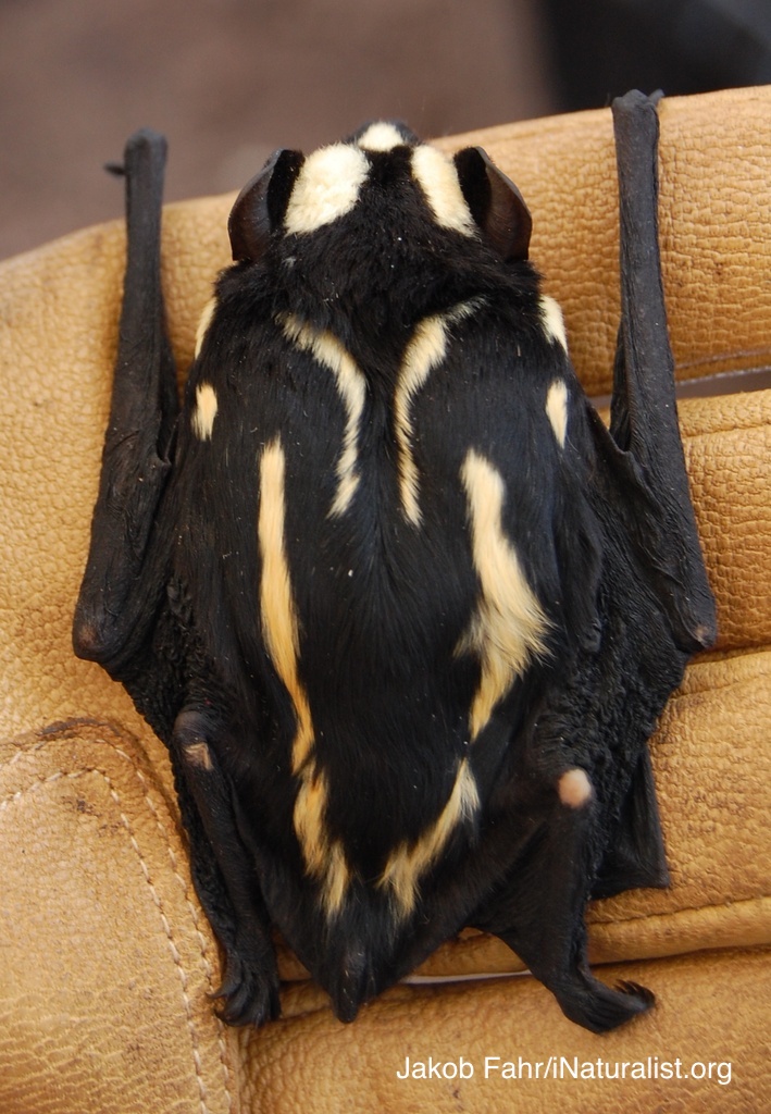 alyb_batgirl's tweet photo. @TCastanea Float like a butterfly, look like a...badger? Also called pied butterfly bat & panda bat #WorstBat tonight's bat contestant is a striking beauty of dark fur patterned w/ light yellow stripes similar to the European badger (Tungaluna et al 2013) https://t.co/YudMllU21K #2023MMM https://t.co/3OGcJ0upd4