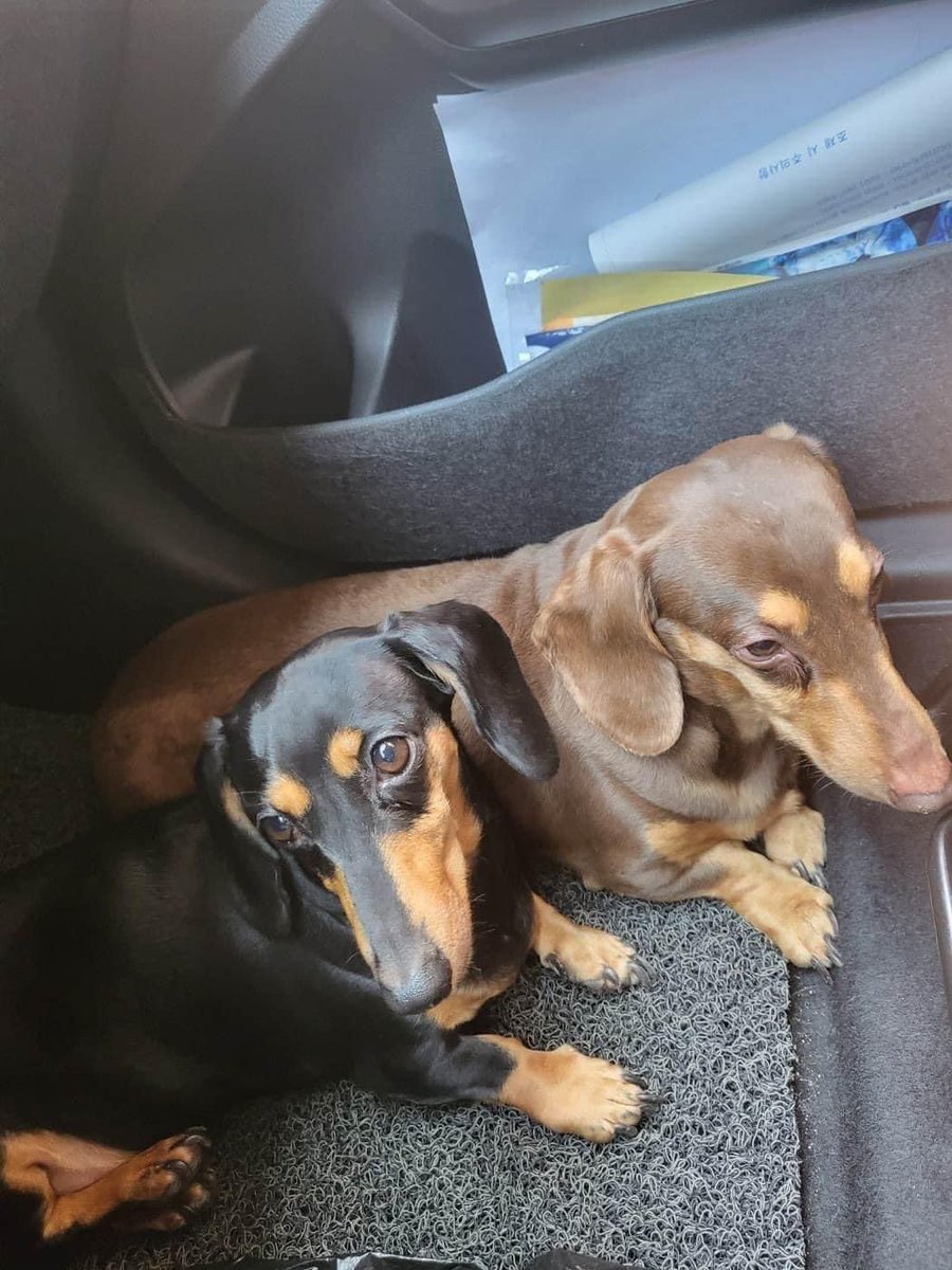 DMTDRSG's tweet image. The newest members of the DMT DRSG family…Jack &amp;amp; Jill 💜 Rescues 22 &amp;amp; 23 of the year and we are only 11 weeks in 🤭 

Dont forget you can refresh your memory by having a look at the whole pack on our website:
dmtdrsg.org/available

#nodachshundleftbehind
#wevegotthis
