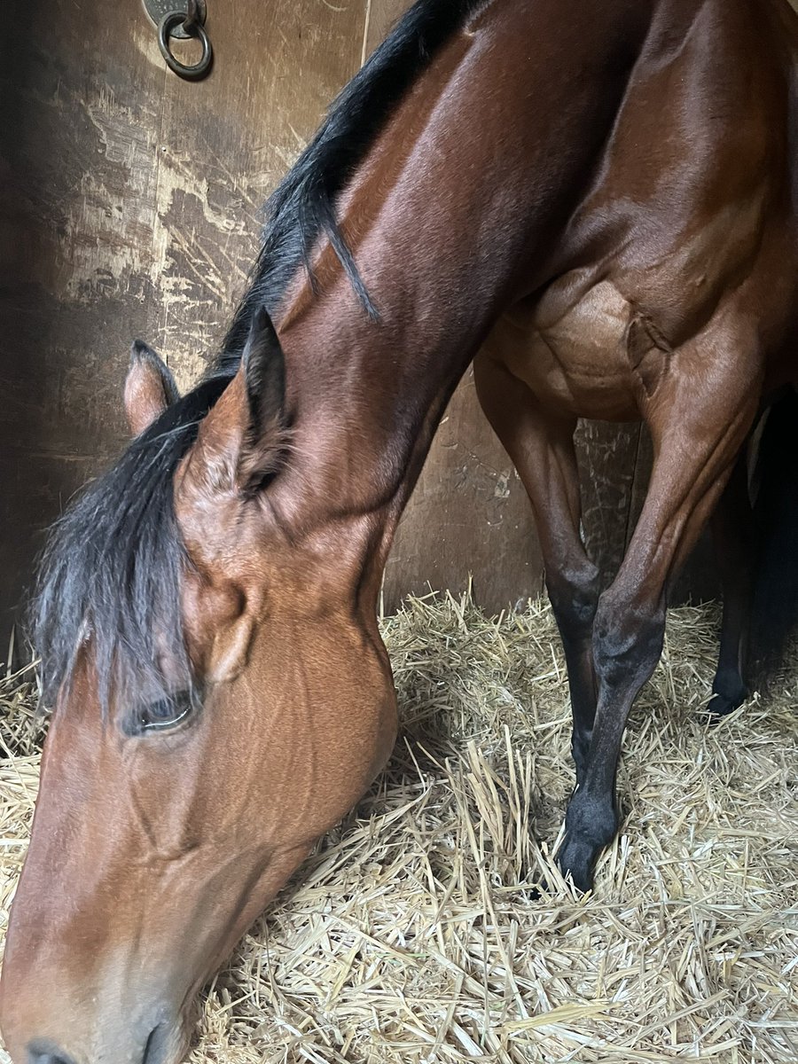 これはまさかフローラルドレス園田復帰…🥺
ホテルカリホルニアもそうだけど中央で苦戦続いた馬が障害転向じゃなくてまた園田に帰ってきてくれるのほんと嬉しい…！ 