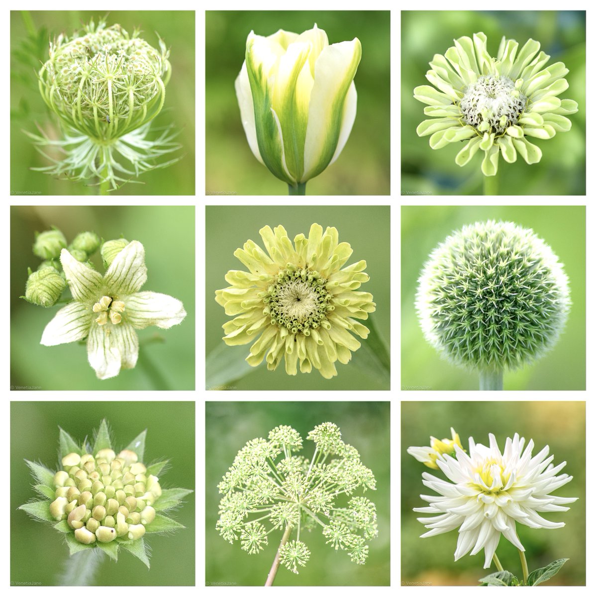 VenetiaJane's tweet photo. “Wherever you go and whatever you do,
May the luck of the Irish be there with you." - Irish blessing. Green flowers, symbols of good health and good fortune, to wish you and the Emerald Isle a very happy #StPatricksDay 2023 ☘️. #LáFéilePádraig #FlowersOnFriday. https://t.co/8JjExxdNuA