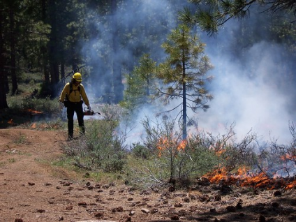 #DYK not all #fire is destructive & fire can be good for people+land? Years of too much fire exclusion, make an ecosystem that needs periodic fire unhealthy. Trees are overcrowded; fire-dependent species disappear; & flammable fuels build up+become hazardous.