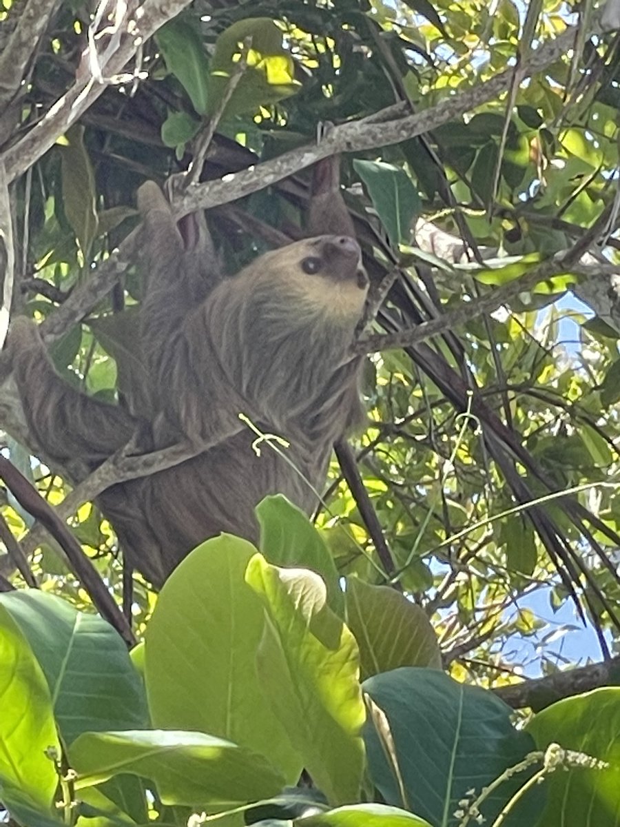 Day 7 we headed to Cahuita Natl Park on the search for monkeys! We learned so much about the 4 main species of monkey, saw sloth, toucans, and found a great place on the beach for a swim to cool down. #SaintsAbroad