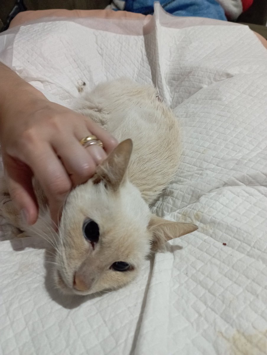 40gdecatnip's tweet image. Vou fazer um fio contando a história e, se tudo der certo, a recuperação da Olga. Encontrarmos ela sexta passada com uma ninhada de cinco gatinhos, e muito magra e machucada.