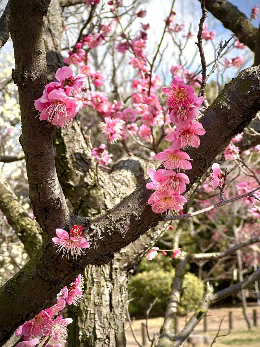 snowwynter1's tweet photo. #tree #nature #prum #Japan https://t.co/9uV3EpNVjH