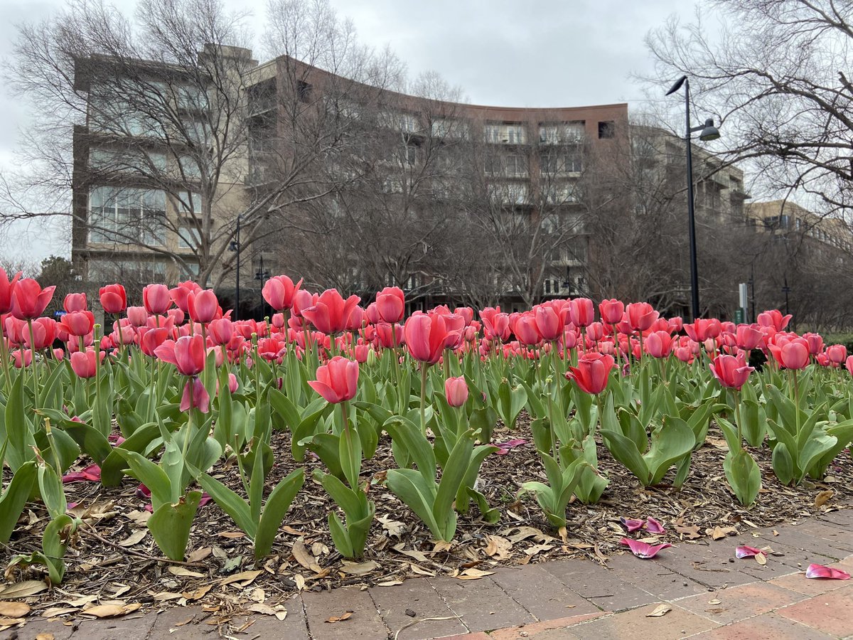 jphirsch's tweet image. Spring view of the Aventura Condominiums 👀 #AddisonTX @VisitAddison @townofaddison @AddisonMagazine #aventuracondos