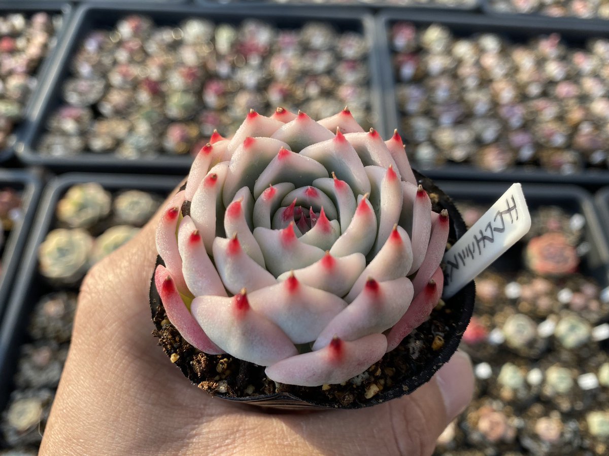 エケベリアに興味が湧いてしまいそうな画像見つけました🥹めちゃくちゃ綺麗