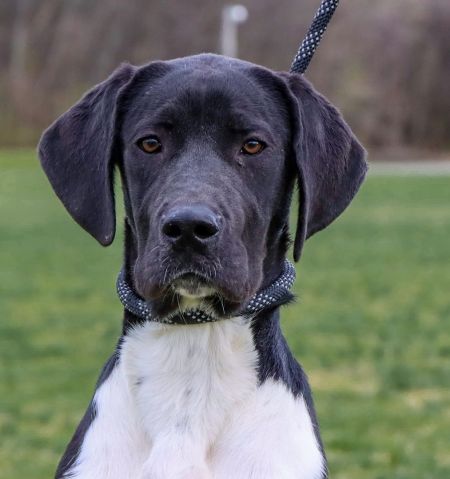 Julen is a humorous lady, who can be found near Sag Harbor, NY! Julen is a Great Dane mix, who just cant even. #GreatDane #mixedbreed #mutt #dogsoftwitter #rescue #adopt #dog #SagHarbor #NewYork #NY petfinder.com/dog/julen-6112…