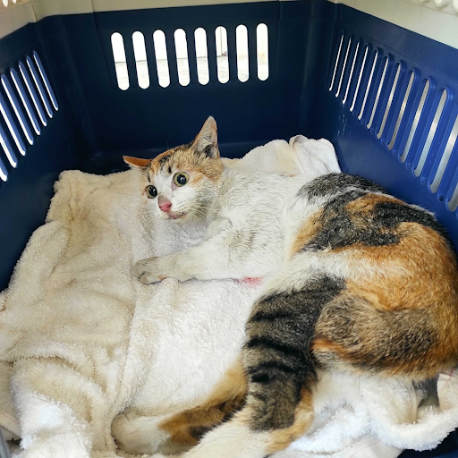 fourpawsAU's tweet photo. KATNISS 🐱 #FightForCatsFriday
🏍️ Hit by motorbike in Vietnam, left for dead.
🏥 Treated urgently through Cats Matter Too run with
@Paws4Compassion.
💔 Concerning liver problems.
🌟 Showing signs of improvement!
Learn more about our work ➡️ https://t.co/2gb5yovD82 https://t.co/ZMSKBvtxvu
