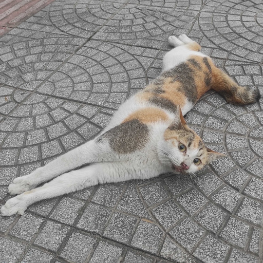 fourpawsAU's tweet photo. KATNISS 🐱 #FightForCatsFriday
🏍️ Hit by motorbike in Vietnam, left for dead.
🏥 Treated urgently through Cats Matter Too run with
@Paws4Compassion.
💔 Concerning liver problems.
🌟 Showing signs of improvement!
Learn more about our work ➡️ https://t.co/2gb5yovD82 https://t.co/ZMSKBvtxvu