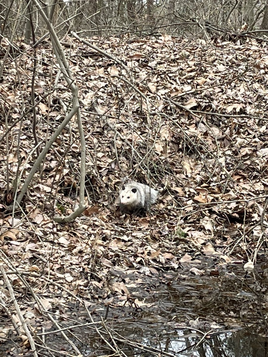 First field season looking for spotted salamanders starting off well! Went out today and found some egg masses and a bonus fuzzy friend