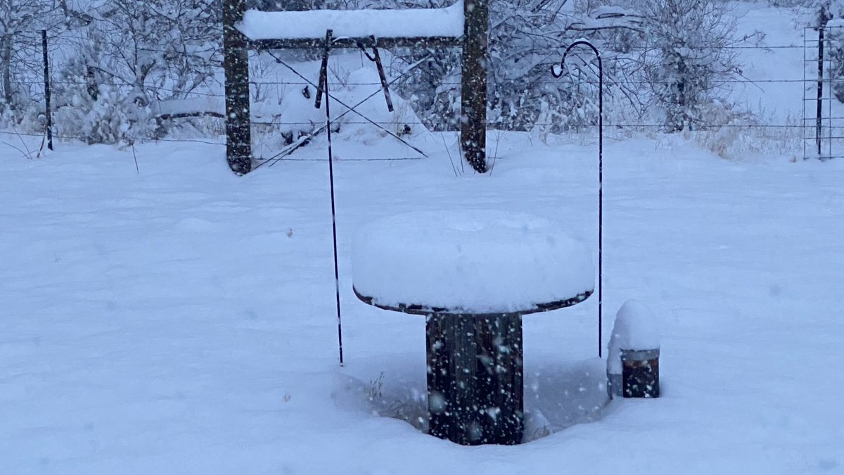 TheeLonePine's tweet photo. About 8 or 9” inches (21-23cm) of snowfall so far this afternoon, and still falling heavily. There was no snow on the ground here this morning. #COwx ❄️ #DoYouWannaBuildASnowman https://t.co/KR5XOsVtHt