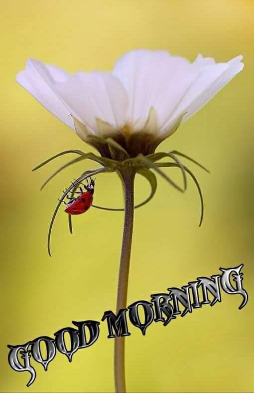 khan zada (@meh30739295) on Twitter photo 