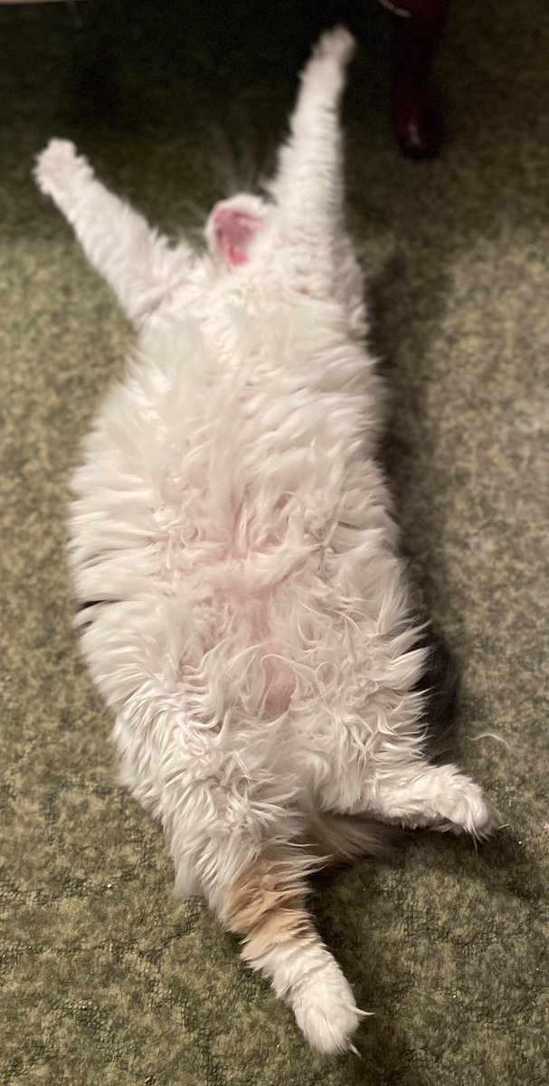 SkeeterBombay's tweet photo. Preparing for launch.
Or not.
Don’t make me hafta fight u.
I don’t really wanna move.
#kittystretch #boxingpaws #calicokitty #kittytwitter #Caturday https://t.co/6YUUb058Dh