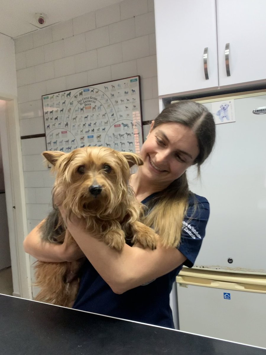 VetLosChorros's tweet photo. A “Lola” se le retiraron los puntos de la cirugía por #piometra que se le realizó de emergencia.
Trabajamos en equipo junto a su familia y ella logró responder ante la cirugía y el tratamiento💪.
#consultaatuveterinario
#vetloschorros https://t.co/hvz17QA0xC