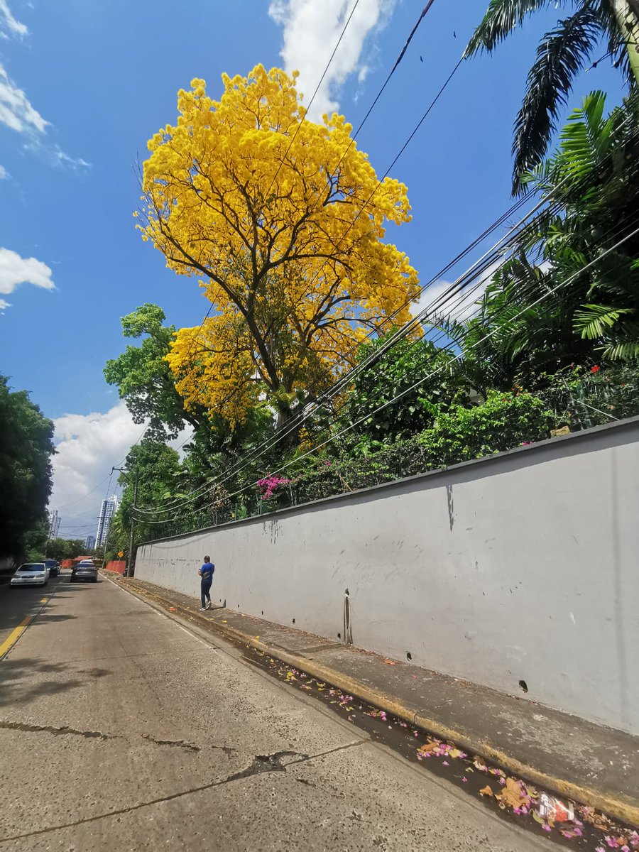 trojas13_'s tweet photo. Guayacan💛 https://t.co/IyOfFb7WVg